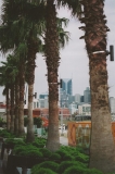 Washingtonia/Acacia Limelight