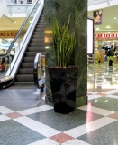Sanseveria