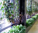 Cordatum curtains