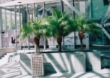 Roebellini Palms
