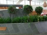 Ficus/Liriope 