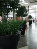 Ficus Allii/Liriope