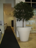 Ficus Allii