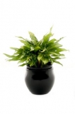 Aglonema desktop