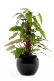 Philodendron Panduraeforme