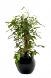 Philodendron Laciniatum