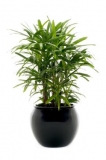 Raphis Palm