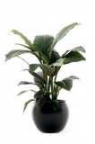 Spathyphyllum Sensation