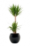 Yucca
