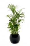 Kentia Palm