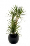 Draceana Marginata