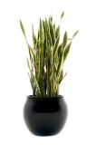 Sanseveria