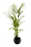 Kentia Palm