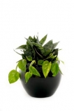 Pothos/Sanseveria desktop
