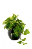 Pothos desktop